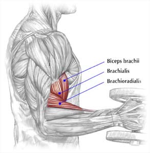 http://vonblancofitness.com/quick-tip-of-the-day-do-hammer-curls-to-develop-your-outer-biceps-brachialis/