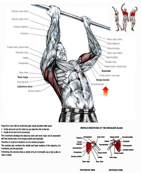 http://www.strengthsensei.com/resource-charles-poliquin-compilation-of-chin-up-tips/
